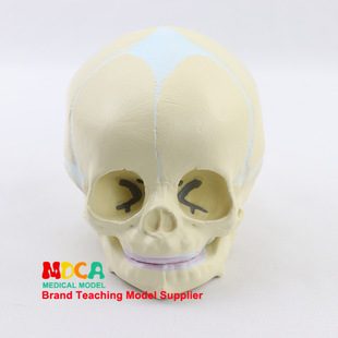 Fetal skull model Baby skull Fetal skull model Human skull model Medical MTG002