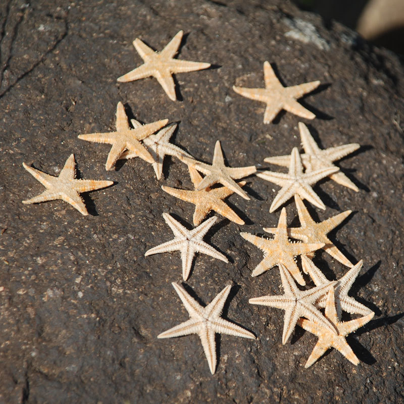 Personalized DIY classic gift material Natural Mini starfish wishing bottle micro landscape decorative clay