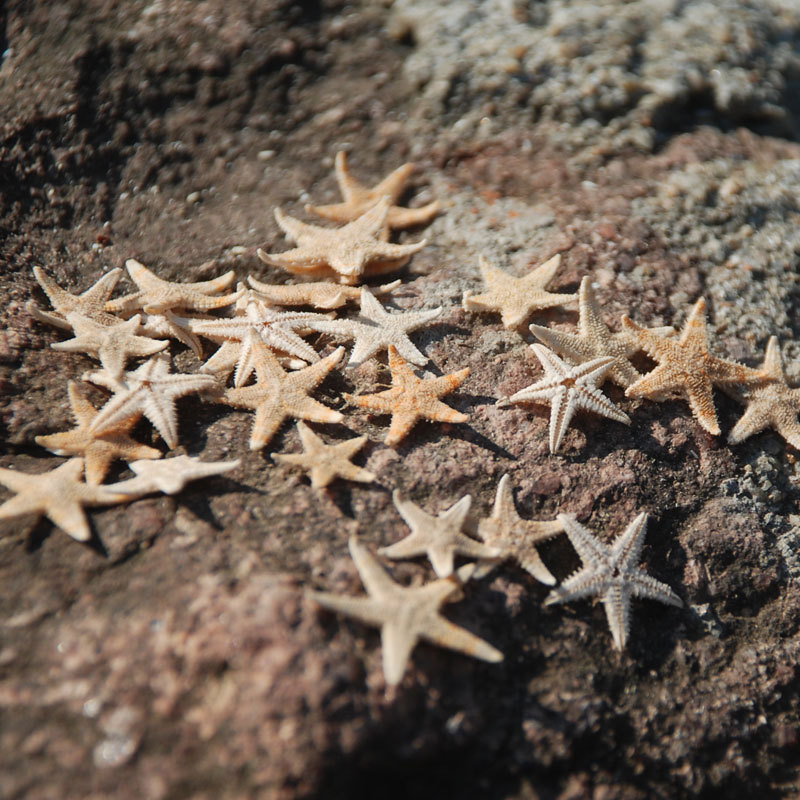 Personalized DIY classic gift material Natural Mini starfish wishing bottle micro landscape decorative clay