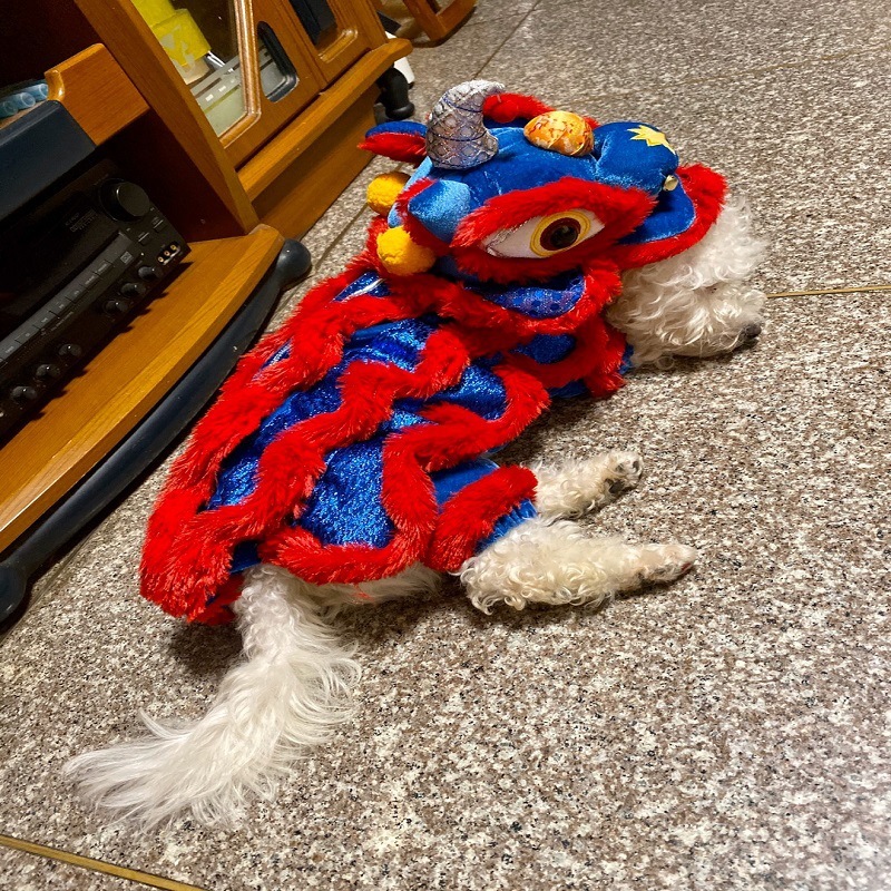 ライオンの犬の服を踊るペットはライオンの法斗を責めて変身します。|undefined