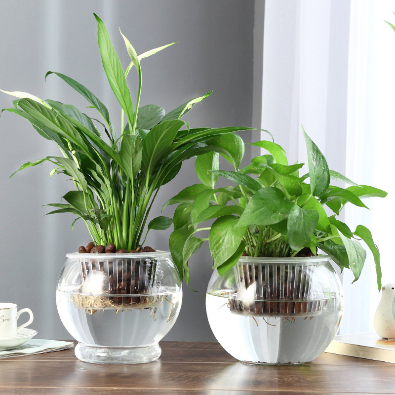 Promotional hydroponic plant glass bottle green rose large thick glass flower pot round ball fish tank ware vase wholesale