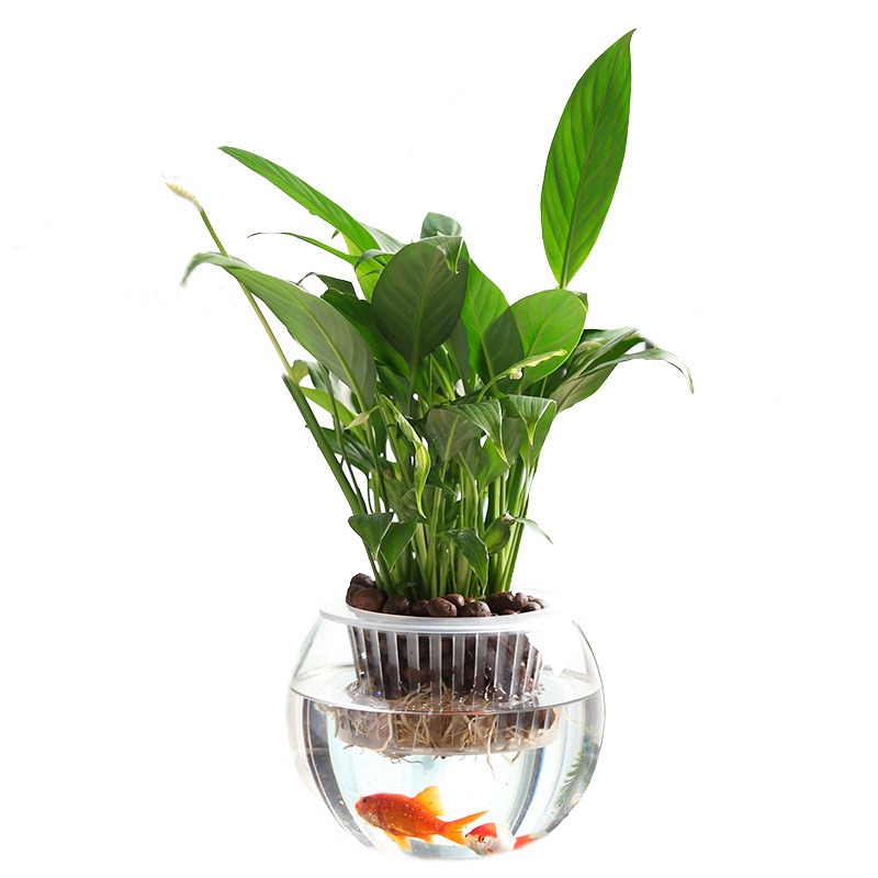 Promotional hydroponic plant glass bottle green rose large thick glass flower pot round ball fish tank ware vase wholesale