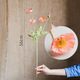 Iceland Poppy-Pink