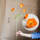Ice Island Poppy-Orange