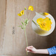 Iceland Poppy-Yellow