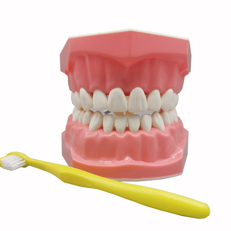 Dental Model Oral Teaching Brushing Model 1 Times Brushing Model Kindergarten Teaching Brushing Dental Model Free Shipping