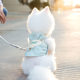 Original cross-border vest dog leash pet chest strap small dog medium dog cat breathable dog walking leash
