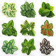 假花绿植盆栽墙面装饰仿真植物叶子背景墙插花配材绿萝叶龟背叶