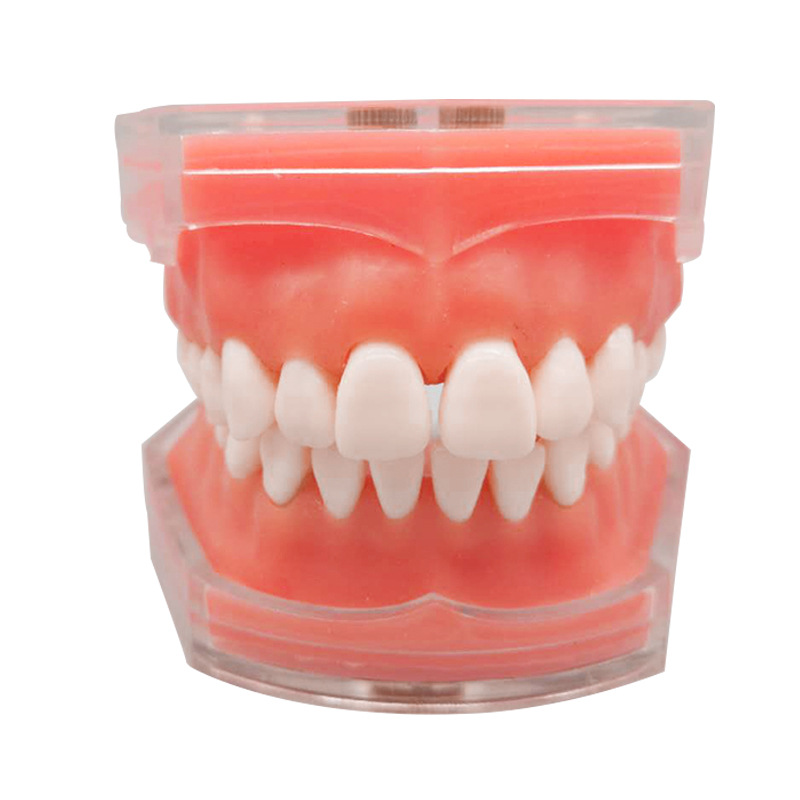 Dental adult extractable tooth standard model M7008 oral teaching model full mouth teeth detachable