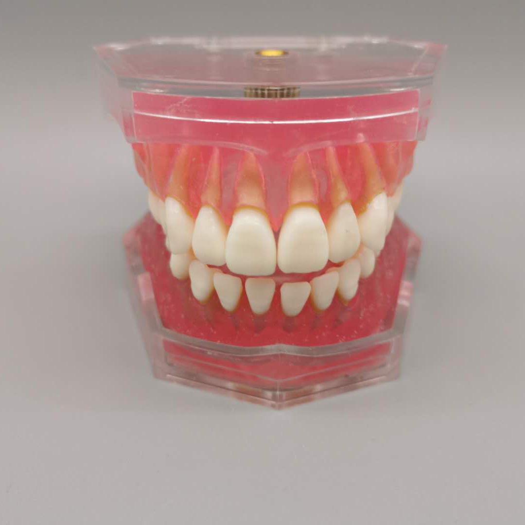 Dental adult extractable tooth standard model M7008 oral teaching model full mouth teeth detachable