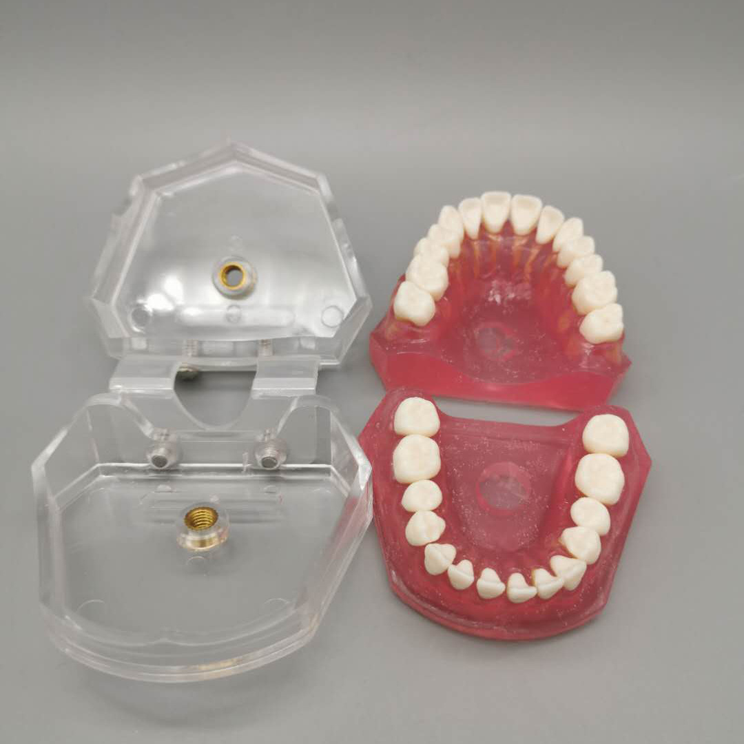 Dental adult extractable tooth standard model M7008 oral teaching model full mouth teeth detachable