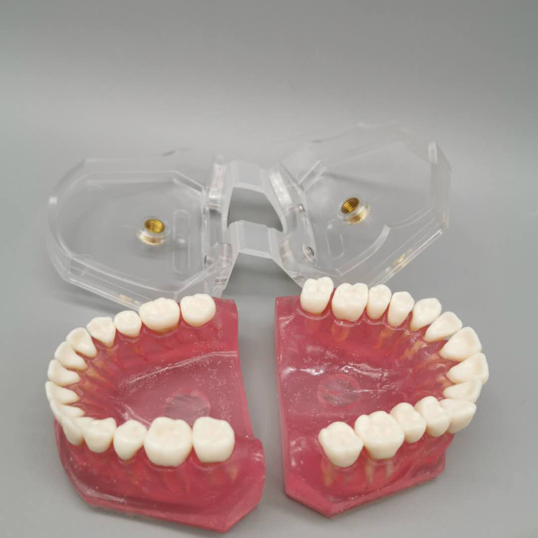 Dental adult extractable tooth standard model M7008 oral teaching model full mouth teeth detachable