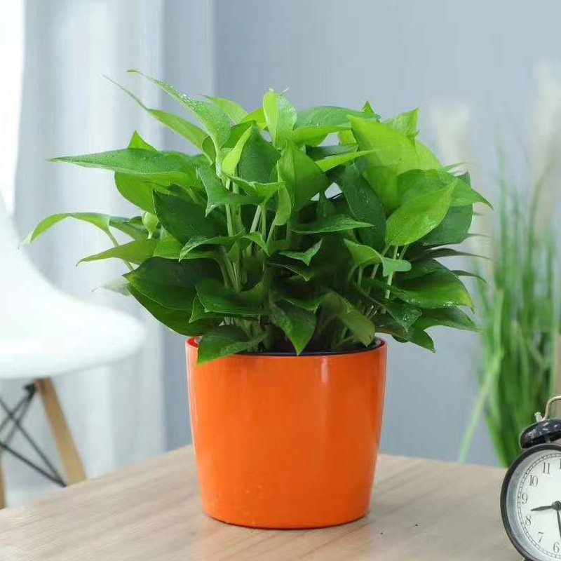 Lazy round plastic flower pot creative water level flower pot indoor and outdoor flower pot automatic water absorption green plant flower pot