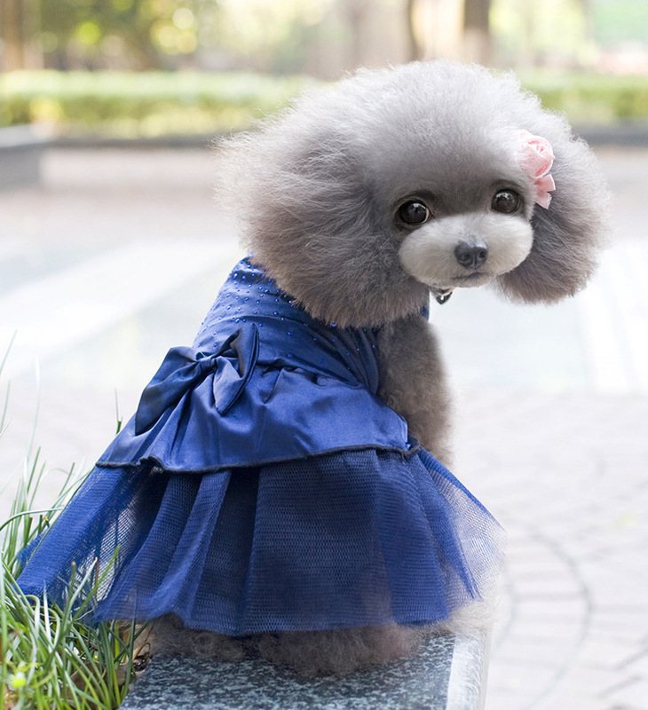 新しいペットの服の犬のスカートの子供の猫の春夏の項のテディの小さい王女の蓬のスカートの項のテディの服|undefined