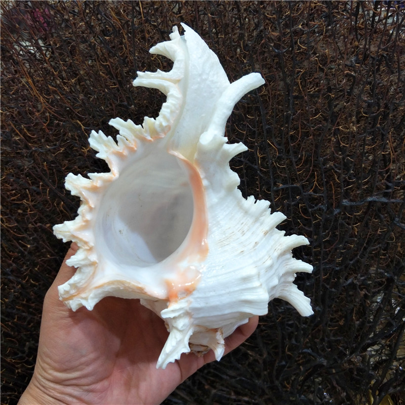 Kirin Snail Natural Conch Shell Thousand Hand Snail Landscape Fish Tank Landscaping Creative Home Collection Specimen Snail
