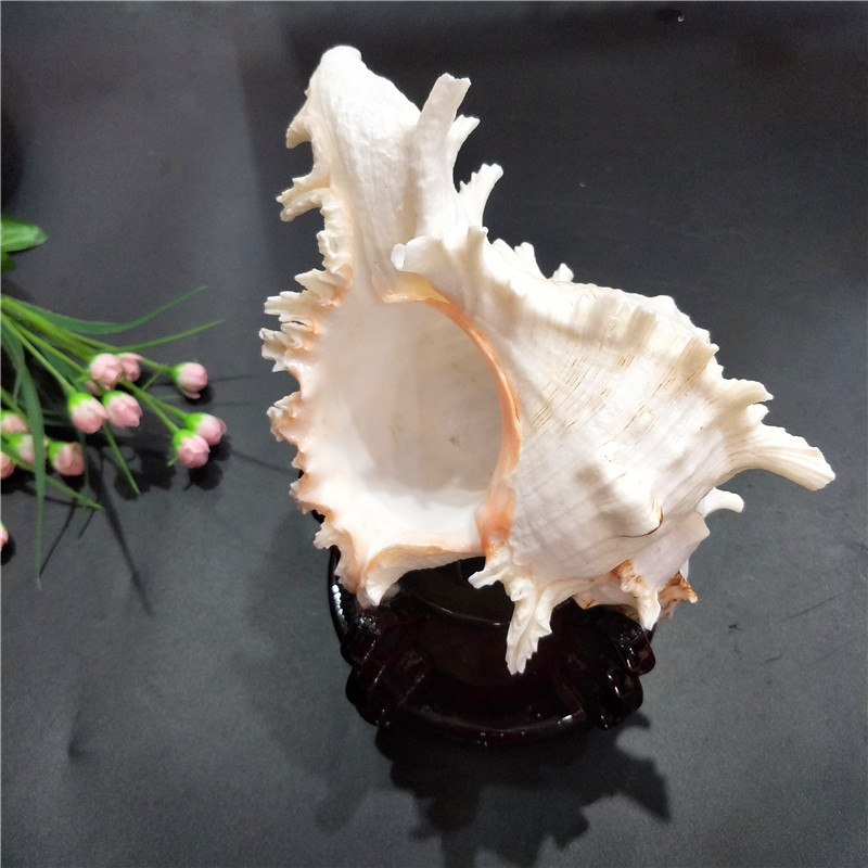Kirin Snail Natural Conch Shell Thousand Hand Snail Landscape Fish Tank Landscaping Creative Home Collection Specimen Snail