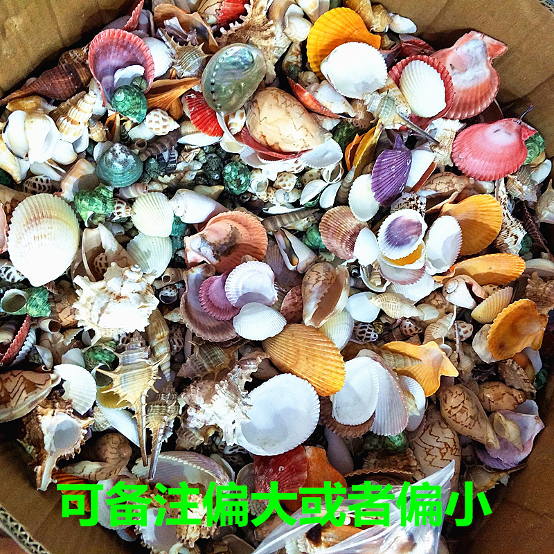 Natural more than 20 Shell conch aquarium fish tank decoration photography props diy500 grams shell conch
