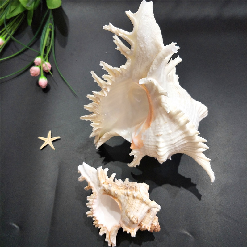 Kirin Snail Natural Conch Shell Thousand Hand Snail Landscape Fish Tank Landscaping Creative Home Collection Specimen Snail