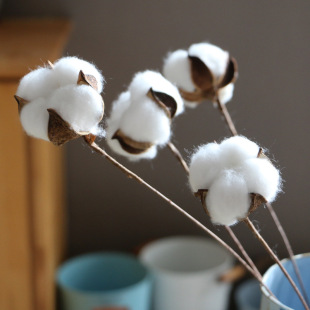 Factory spot dried flower cotton single head cotton dried flower long stem cotton branch cotton bouquet pastoral decoration wholesale