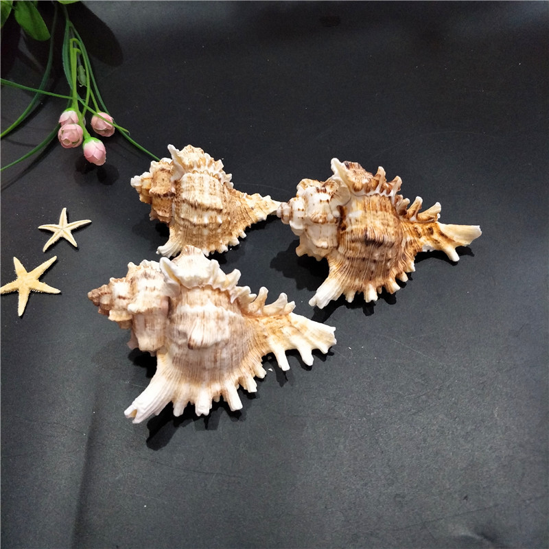 Kirin Snail Natural Conch Shell Thousand Hand Snail Landscape Fish Tank Landscaping Creative Home Collection Specimen Snail