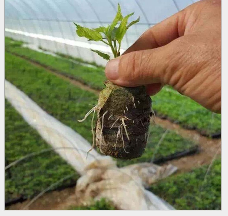 Factory direct 3cm compressed seedling block nutrition block matrix block flowers, vegetables, melons and fruits seedling soil block