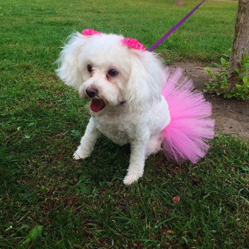 狗狗寵物裙 小白狗小型犬 萬聖節寵物裙裝扮套裝 外貿節日紗裙