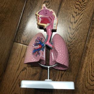 Supply of Medical Teaching Equipment Model Respiratory System Model Respiratory Lung Model Experimental Teaching Materials Can Be Logo