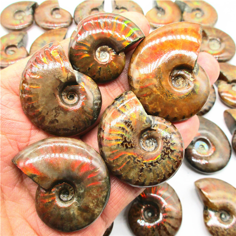 Natural Snail Fossils Snail Amonium Conch Paleontological Fossils Mineral Specimen Original Stone