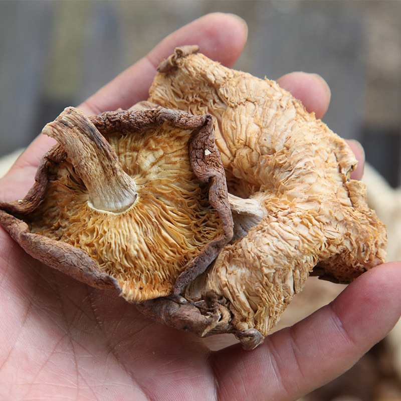 [Jilin Origin] Northeast Changbai Mountain 500 g/piece new wild mushroom dried mushroom dried mushroom wholesale