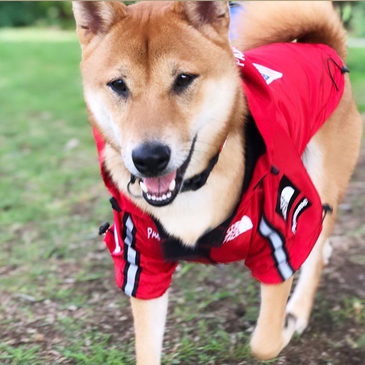 トレンディな旗のデザイン防風防水犬レインコート大型犬ペット犬服アサルトジャケット|undefined