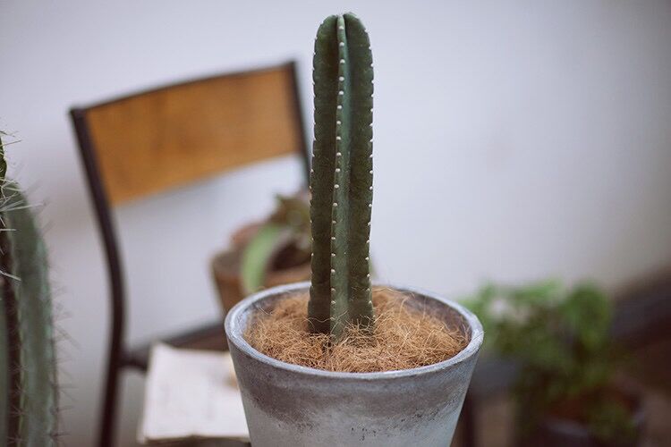 進口園藝花卉植物椰絲覆蓋花盆土鋪面盆栽椰棕絲寵物窩