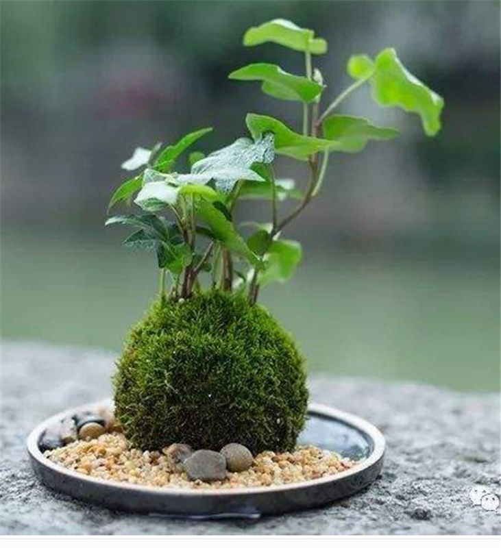 和風苔玉植木鉢クリエイティブ石蘭植栽ポットガーデニング鉢植えホーム苔の花|undefined