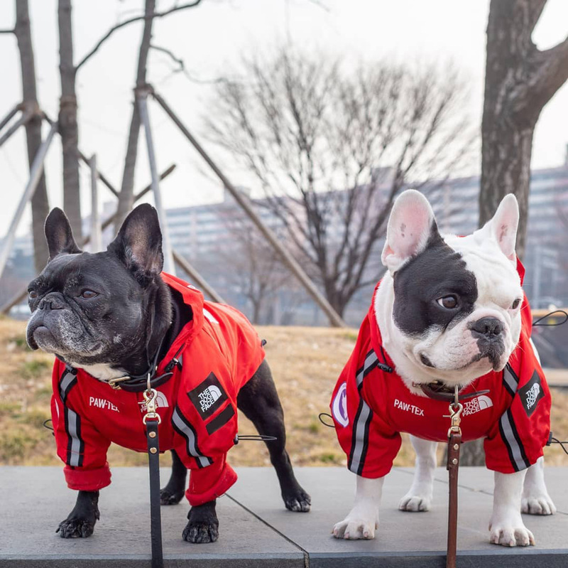 トレンディな旗のデザイン防風防水犬レインコート大型犬ペット犬服アサルトジャケット|undefined