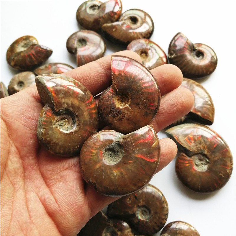 Natural Snail Fossils Snail Amonium Conch Paleontological Fossils Mineral Specimen Original Stone