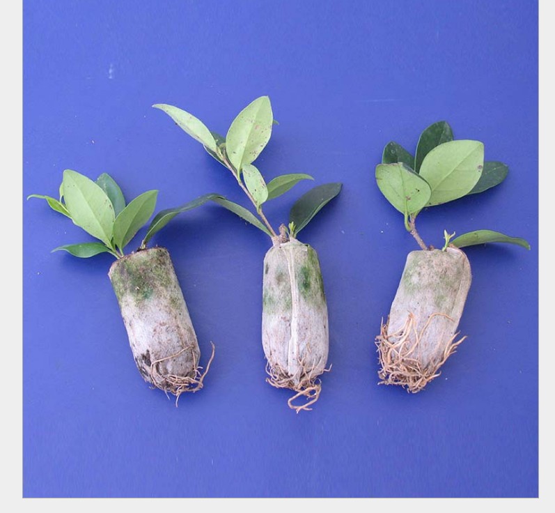 Factory direct 3cm compressed seedling block nutrition block matrix block flowers, vegetables, melons and fruits seedling soil block