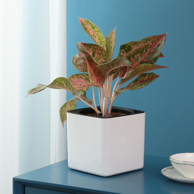 Lazy Flower Pot Automatic Absorbent Green Pot Water Storage Flower Pot Indoor Creative Thickened Plastic Non-watering Square Pot