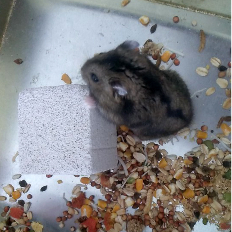 Pet Molar Stone Hamster Totoro Rabbit Molar Stone Volcanic Rock Mineral Stone Guinea Pig Bear Supplies Large Square