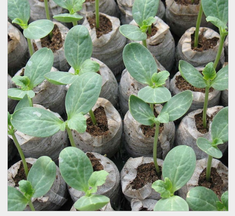 Factory direct 3cm compressed seedling block nutrition block matrix block flowers, vegetables, melons and fruits seedling soil block
