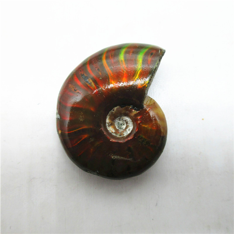 Natural Snail Fossils Snail Amonium Conch Paleontological Fossils Mineral Specimen Original Stone