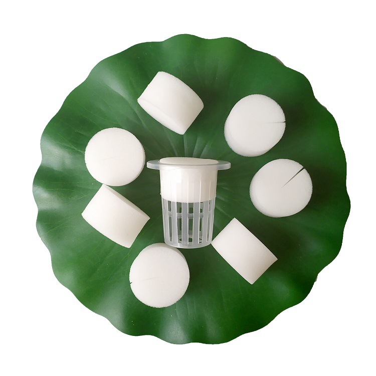 No. 50 soilless cultivation vegetable equipment hydroponic cultivation Mianyang Taiwan vegetable fixed sponge
