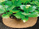 Needle Punched Round Brown Film Flower Pot Shade Mat Tree Fence Mat Anti-Grass Mat Flower Pot Dust-proof Decorative Mat