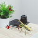 Cross-border Static Simulation Insect Model Spider Ceramulus Mantis Butterfly Mosquito Insect Children's Cognitive Animal Toy
