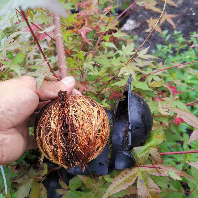 植物高圧繁殖ボックス苗根コントローラ高圧繁殖ボール園芸ツール直接供給|undefined