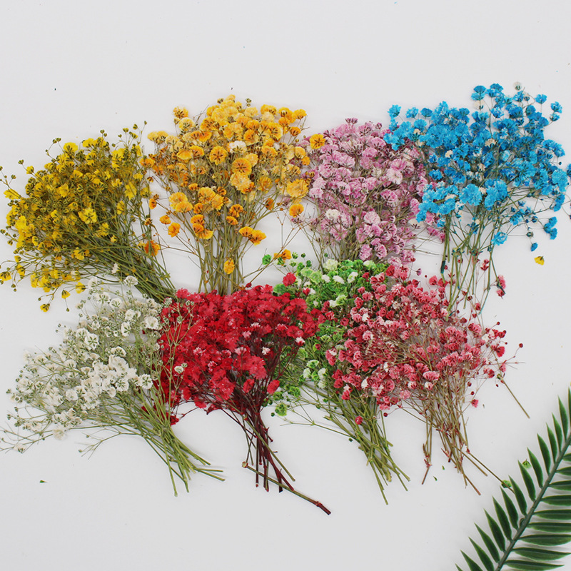 満天星乾花押花天然植物教育標本diy滴ゴム携帯ケースフォトフレーム児童活動材料|undefined