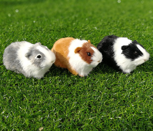 Simulation animal simulation mouse student cognitive animal model dynamic simulation guinea pig Dutch pig hamster Tianzhu rat sunflower mouse