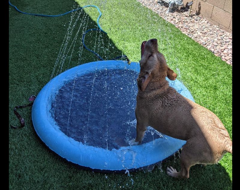 屋外 Pvc 水スプレーパッド子供のペット水遊びプール犬のおもちゃ猫のおもちゃしぶき楽しい屋外おもちゃ|undefined