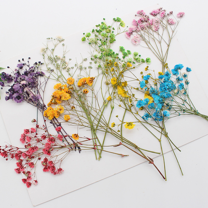 満天星乾花押花天然植物教育標本diy滴ゴム携帯ケースフォトフレーム児童活動材料|undefined