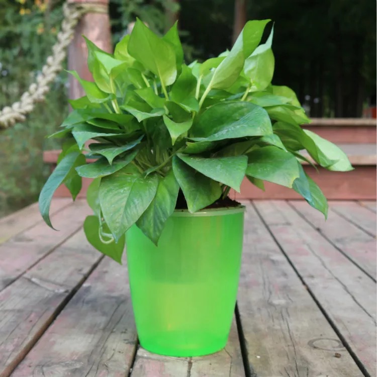 Translucent Green