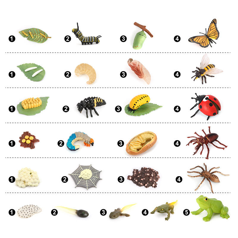 Simulation Animal Model Insect Small Animal Butterfly Bee Frog Spider Ladybug Snail Growth Cycle Toy