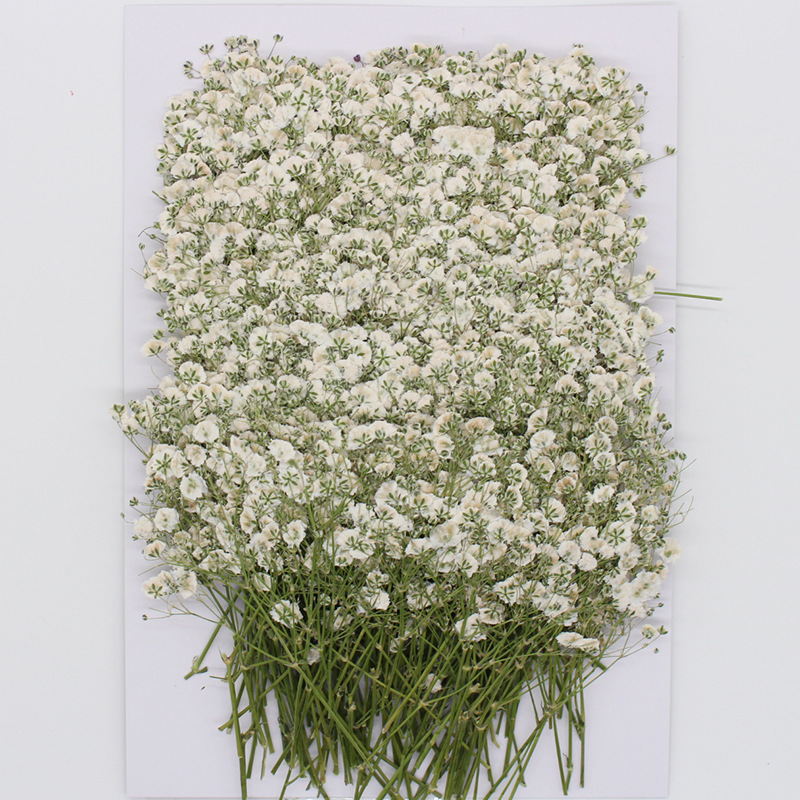 満天星乾花押花天然植物教育標本diy滴ゴム携帯ケースフォトフレーム児童活動材料|undefined